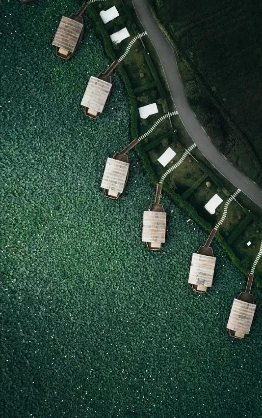 國家蘑菇地理：中國哪里的蘑菇最好吃？