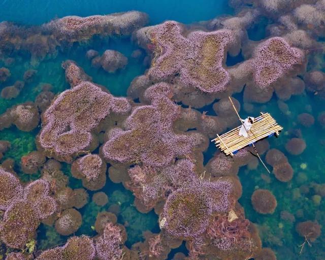 國家蘑菇地理：中國哪里的蘑菇最好吃？