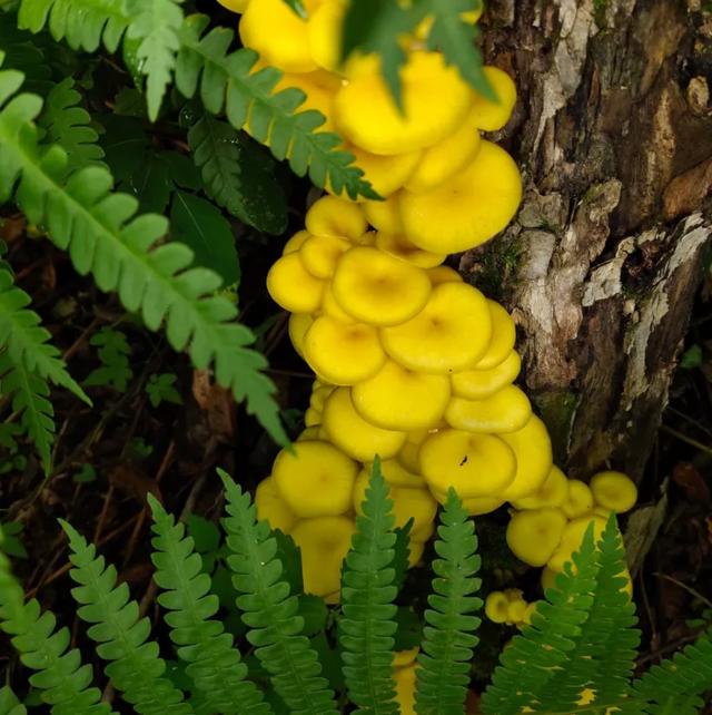 國家蘑菇地理：中國哪里的蘑菇最好吃？