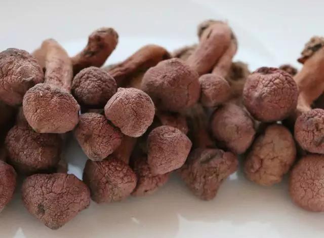 國家蘑菇地理：中國哪里的蘑菇最好吃？