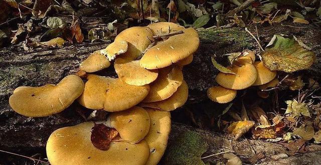 國家蘑菇地理：中國哪里的蘑菇最好吃？