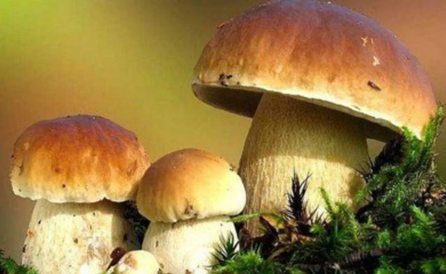 國家蘑菇地理：中國哪里的蘑菇最好吃？