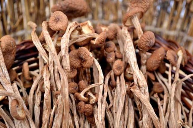 國家蘑菇地理：中國哪里的蘑菇最好吃？