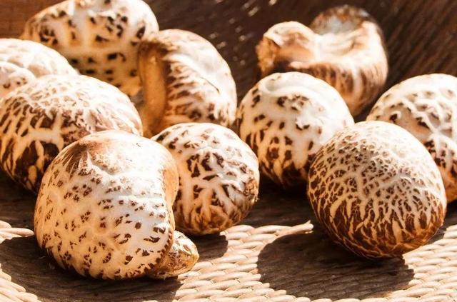 國家蘑菇地理：中國哪里的蘑菇最好吃？