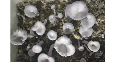 行業(yè)動態(tài)