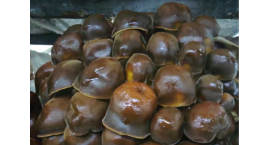 行業(yè)動態(tài)