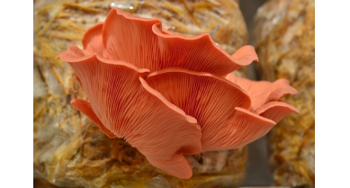 行業(yè)動(dòng)態(tài)